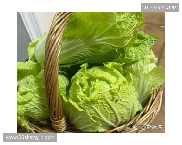 2025年最新白菜网大全推荐与使用指南